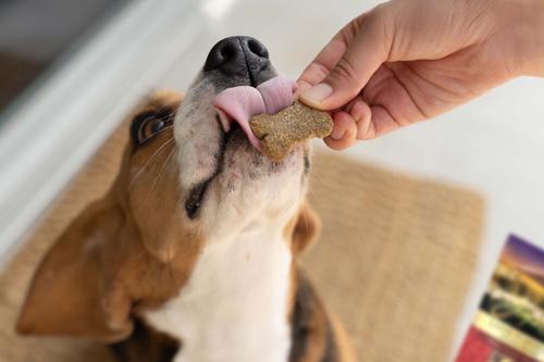 Golosinas de galleta Ziggy Bars para perros Lamb Formula, bolsa de 355 g