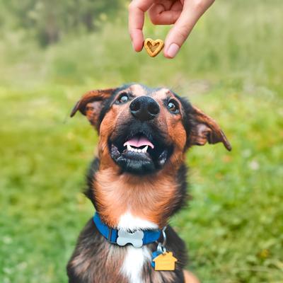 Perfect Trainers Beef Soft & Chewy Dog Treats, 6-oz bag