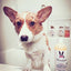 2-in-1 Coconut Scented Dog Shampoo + Conditioner, 1-gal