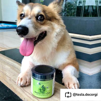 Organic Healthy Skin & Coat Dog & Cat Supplement, 4-oz bottle