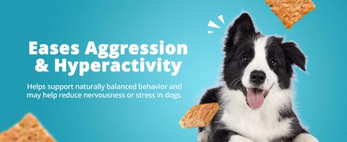 Relaxation Square Peanut Butter Flavor Stress & Anxiety Relief Dog Supplement, 12 count