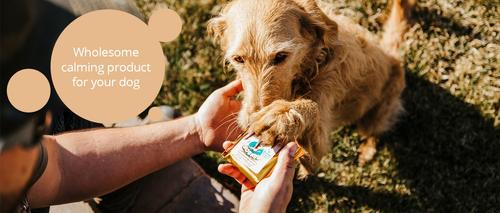 Relaxation Square Peanut Butter Flavor Stress & Anxiety Relief Dog Supplement, 12 count