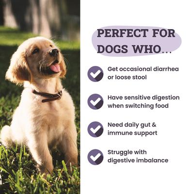 Digestive Probiotic & Prebiotic Blend Powder Supplement for Dogs, 3.8-oz jar