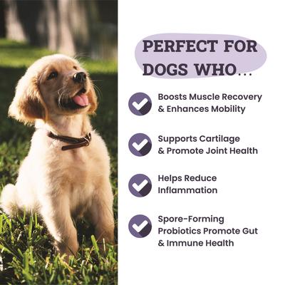 Joint & Hip Daily Powder Supplement for Dogs, 3.8-oz jar