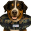 Stuffed Not Inflatable Dog & Cat Recovery Collar, Camo, Small