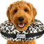 Stuffed Not Inflatable Dog & Cat Recovery Collar, Cheetah, Medium