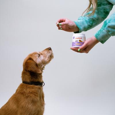 Calming String Cheese Flavored Soft Chew Calming Supplement for Puppies, 60 count