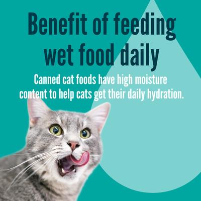 Salmon Entree Wet Cat Food Split Cup, 2.6-oz Split Cups, case of 10