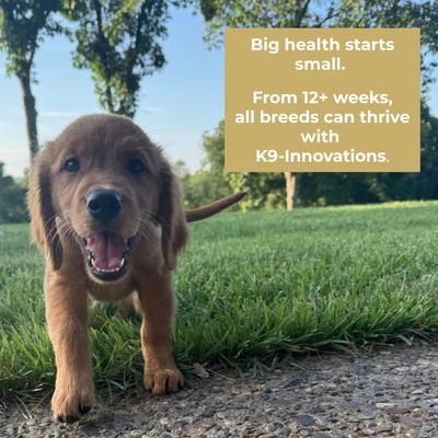 Daily Chicken Flavored Gut Health Chew Supplement for Dogs, 120 count