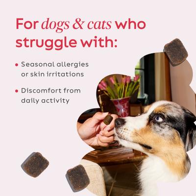 Hemp + Shroom Immunity Soft Chews Broad Spectrum Hemp Extract Supplement for Dogs & Cats, 30 count