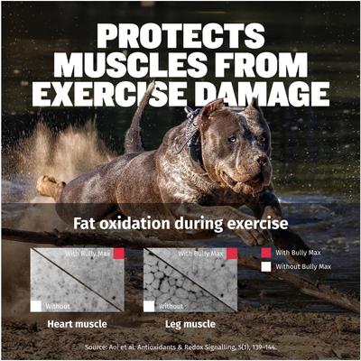 3-in-1 Muscle Gain Liquid Supplement for Dogs, 16-fl oz bottle