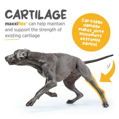 maxxiflex+ Liver Flavored Hip & Joint Supplement for Dogs, 60 count