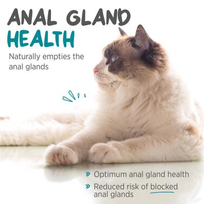 maxxiscoot Pumpkin Flavored Anal Gland & Digestive Health Support Powder Supplement for Cats, 3.2-oz jar