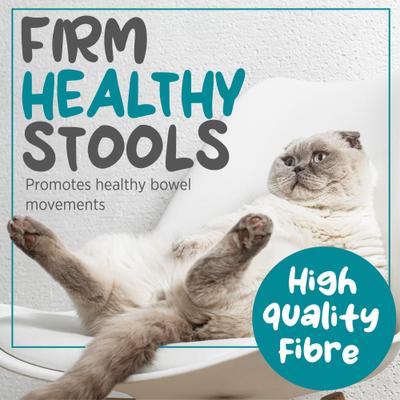 maxxiscoot Pumpkin Flavored Anal Gland & Digestive Health Support Powder Supplement for Cats, 3.2-oz jar