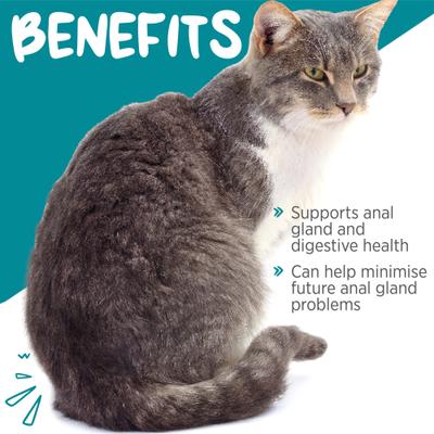 maxxiscoot Pumpkin Flavored Anal Gland & Digestive Health Support Powder Supplement for Cats, 3.2-oz jar