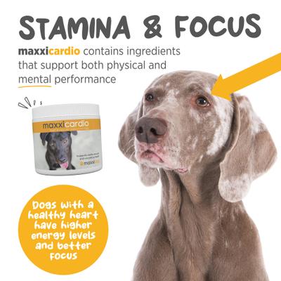 maxxicardio Heart & Cardiovascular Powder Supplement for Dogs, 5.3-oz jar