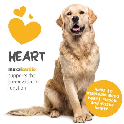 maxxicardio Heart & Cardiovascular Powder Supplement for Dogs, 5.3-oz jar