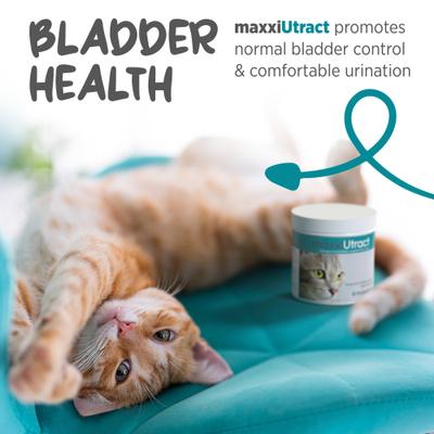maxxiUtract Urinary & Bladder Support Powder Supplement for Cats, 3.2-oz jar