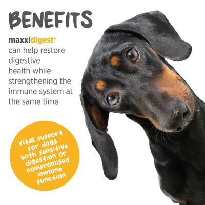 maxxidigest+ Advanced Immune Support Prebiotic & Probiotic Powder Digestive Aid Supplement for Dogs, 7-oz jar
