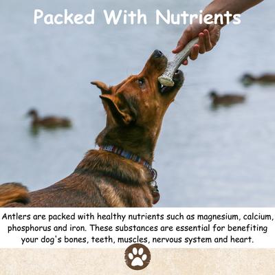 Elk Antler Split Dog Treats, Large, case of 2