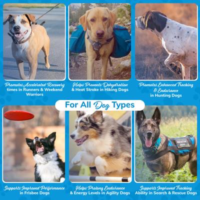 Recovery All-Natural Dog Powder Supplement, 10 count