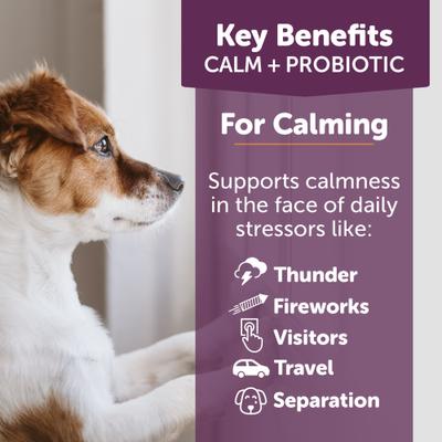 Calm+ Probiotic Chicken Flavored Chew Calming Supplement for Dogs, 90 count