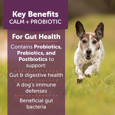 Calm+ Probiotic Chicken Flavored Chew Calming Supplement for Dogs, 90 count