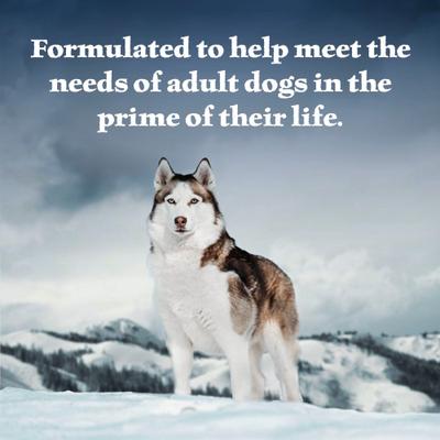 Paquete: Alimento húmedo Blue Buffalo Wilderness con carne de res y salmón + Alimento seco para perros de razas grandes con receta de pollo y arroz integral Life Protection Formula