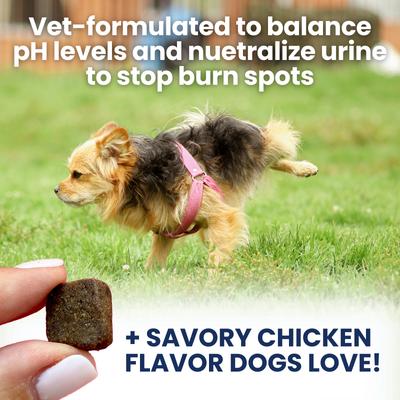 Nice Grass Urine Neutralizer Soft Chew Supplement for Dogs, 60 count