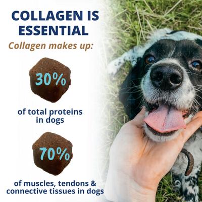 Collagen Soft Chew Supplement for Dogs, 8.82-oz jar