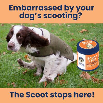 No Scoot No Toot Digestive Aid Soft Chew Supplement for Dogs, 60 count