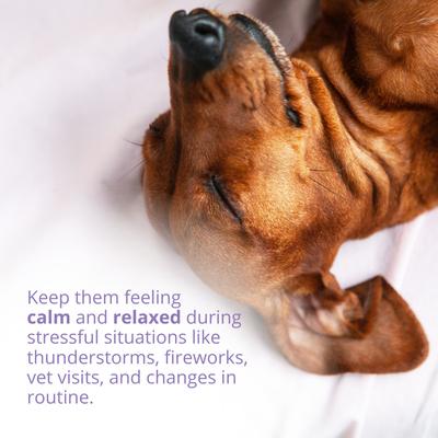 Calming Powder Supplement for Dogs, 4.23-oz jar