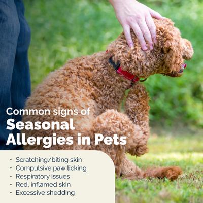 Dermabliss Advanced Vet Strength Allergy & Itch Relief Anti-Itch Cat & Dog Shampoo, 16-fl oz bottle