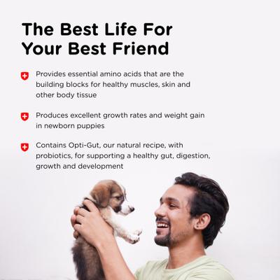 Powder Milk Supplement for Dogs, 12-oz