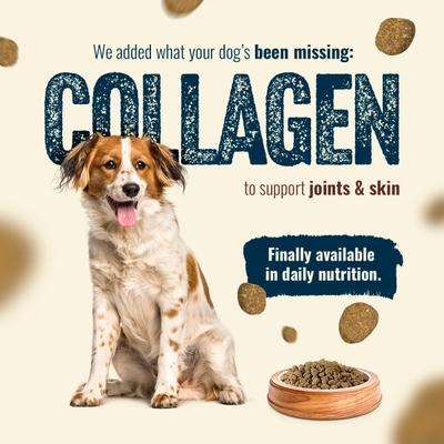 Fresh Salmon Recipe with Collagen Dry Dog Food, 22.5-lb bag