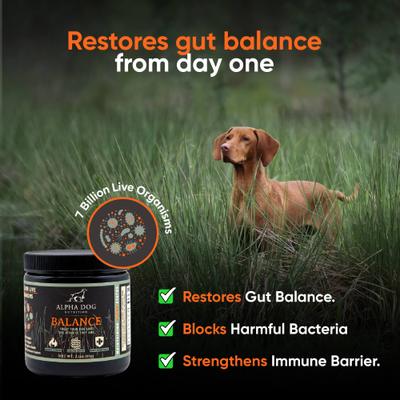Balance Probiotic Beef Flavor Powder Supplement for Dogs, 2.1-oz jar