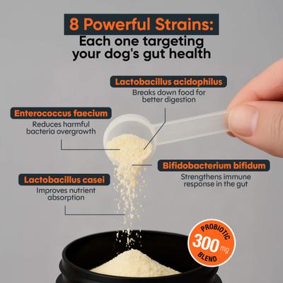 Balance Probiotic Beef Flavor Powder Supplement for Dogs, 2.1-oz jar