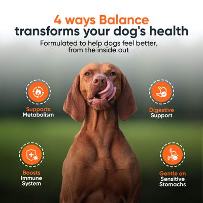 Balance Probiotic Beef Flavor Powder Supplement for Dogs, 2.1-oz jar