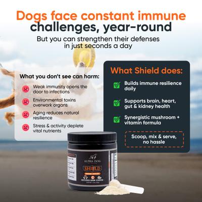 Shield Immune Support Beef Flavor Powder Supplement for Dogs, 1.9-oz jar