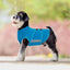 Anxiety Relief Dog Coat, Blue, X-Large