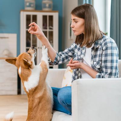 No Poo Bacon Flavored Coprophagia Supplement for Dogs, 120 count