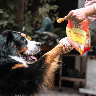 Chicken Calcium Bone Dog Treats, 10.6-oz bag