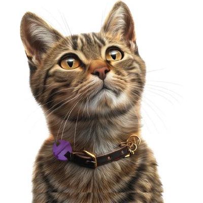 Collar con disco calmante para gatos que apoya el comportamiento