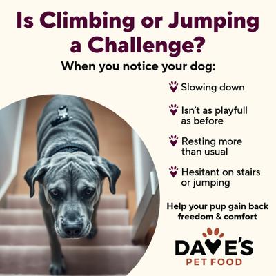 Hip & Joint Support with Glucosamine, Chicken, Duck & Turkey Recipe Wet Dog Food, 13.2-oz can, 12 count