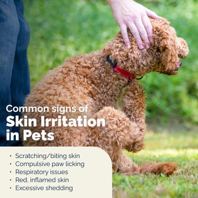 Dermabliss Medicated Anti-Bacterial & Anti-Fungal Chlorhexidine Infection Cat & Dog Shampoo, 16-fl oz bottle