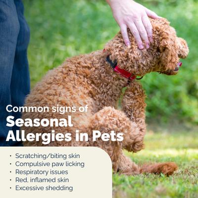 Dermabliss Anti-Itch & Allergy Relief Hydrocortisone Fragrance-Free Dog & Cat Skin Spray, 4-fl oz bottle