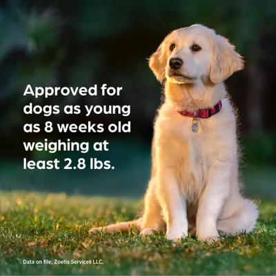 Chewable Tablet for Dogs, 22.1-44.0 lbs, (Teal Box), 1 Chewable Tablet (1-mo. supply)