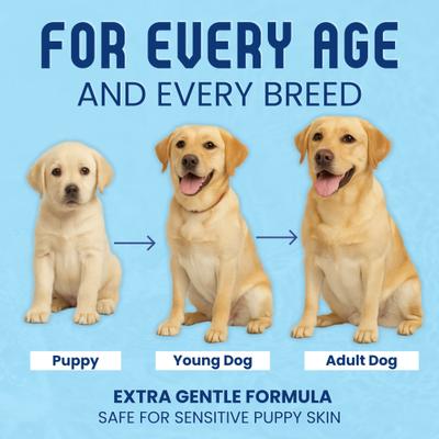 Champú para perros Scrubby Tails con aroma natural de avena y lavanda para aliviar la picazón en la piel, botella de 473 ml (16 onzas líquidas)