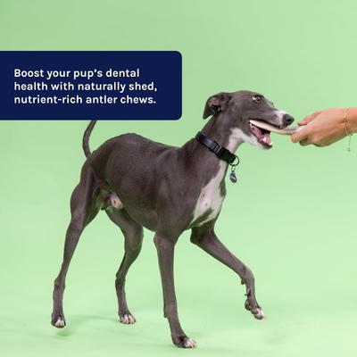 Deer Antler Whole Dog Treat, Medium