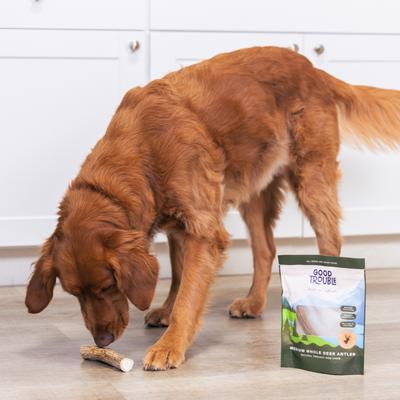 Deer Antler Whole Dog Treat, Medium
